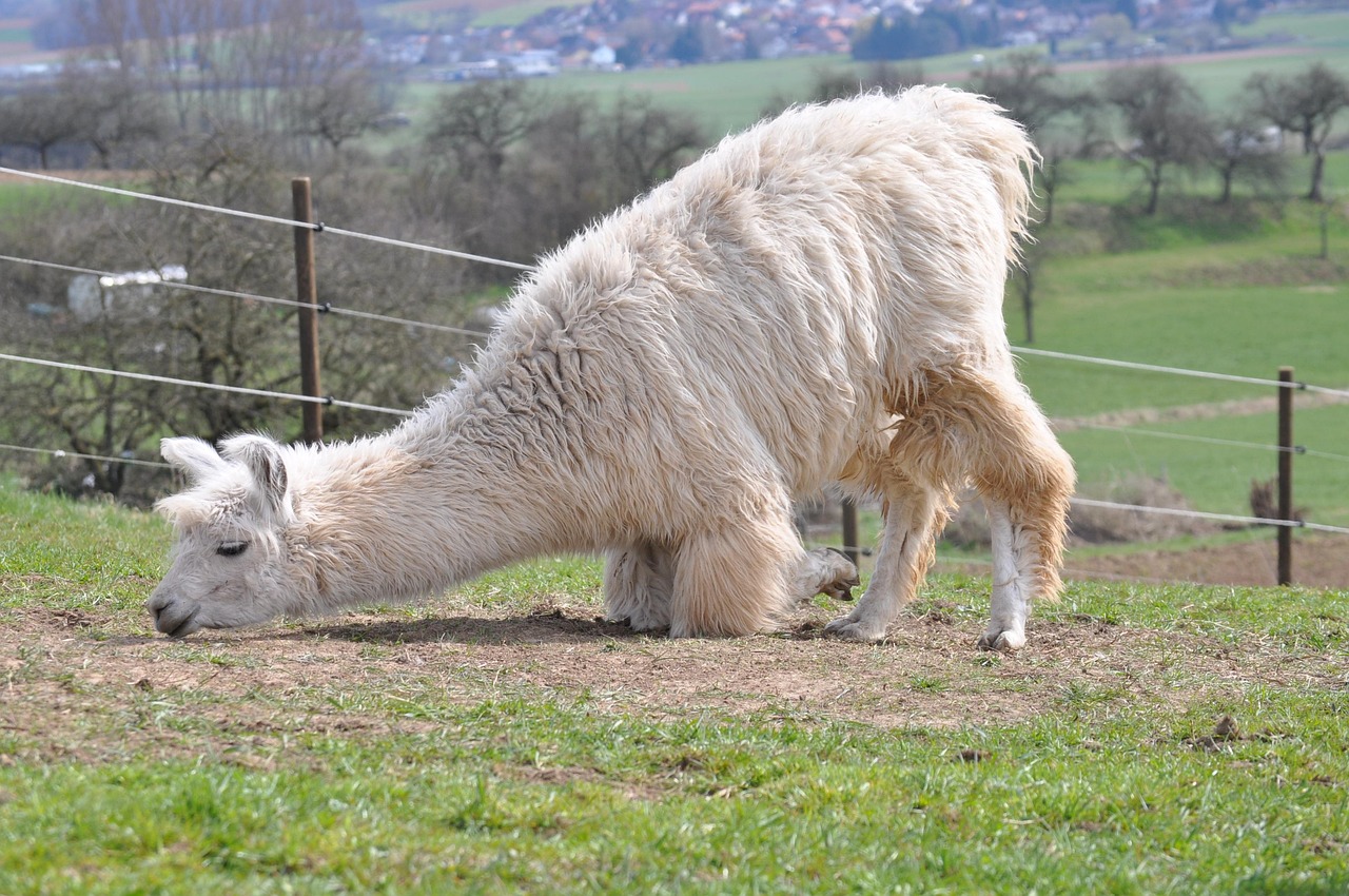 如何利用404页面提高SEO曝光率 