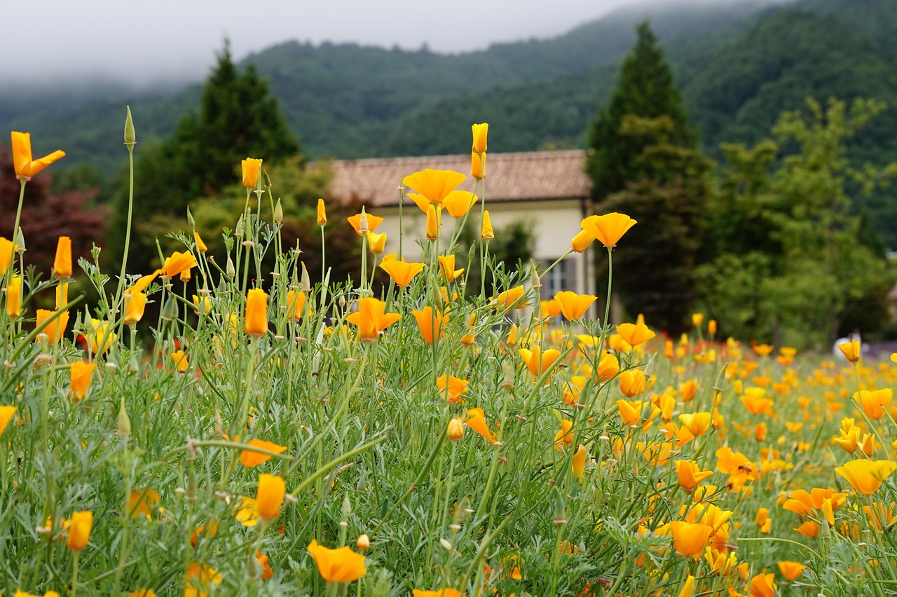流量卡的用户满意度：如何提高用户满意度、如何构建良好用户关系等